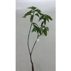 المانجو - مانجو اوستن مطعم عمر اربع سنوات  المانجو - مانجو اوستن مطعم عمر اربع سنوات