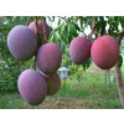 المانجو - مانجو تومي مطعم عمر ثلاث سنوات المانجو - مانجو تومي مطعم عمر ثلاث سنوات