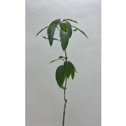 المانجو - مانجو سنسيشن مطعم عمر ثلاث سنوات المانجو - مانجو سنسيشن مطعم عمر ثلاث سنوات