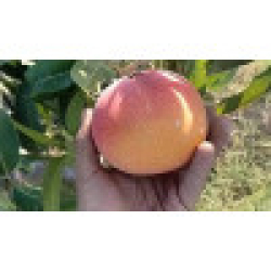 المانجو - مانجو شيلي مطعم عمر سنتين  المانجو - مانجو شيلي مطعم عمر سنتين