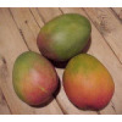 المانجو - مانجو كيت مطعم عمر سنتين  المانجو - مانجو كيت مطعم عمر سنتين