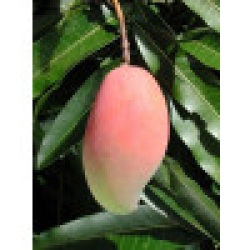 المانجو - مانجو هندي مطعم عمر ثلاث سنوات  المانجو - مانجو هندي مطعم عمر ثلاث سنوات