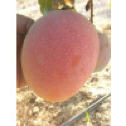 المانجو - مانجو ياسمينا روز مصري عمر اربع سنوات المانجو - مانجو ياسمينا روز مصري عمر اربع سنوات