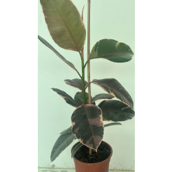 فيكس مطاط -روبستا مبرقش - 60سم 