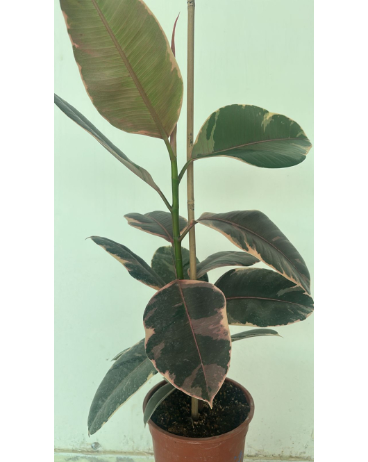 فيكس مطاط -روبستا مبرقش - 60سم 