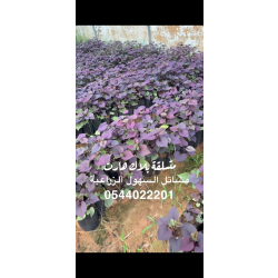 بلاك هارت -متسلقة البلاك 20 - 40 سم 