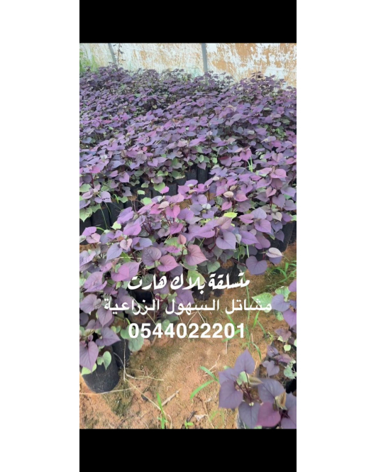 بلاك هارت -متسلقة البلاك 20 - 40 سم بلاك هارت -متسلقة البلاك 20 - 40 سم