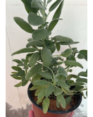 مريمية - الميرمية 20 - 30 سم 