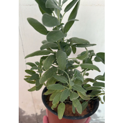 مريمية - الميرمية 20 - 30 سم 