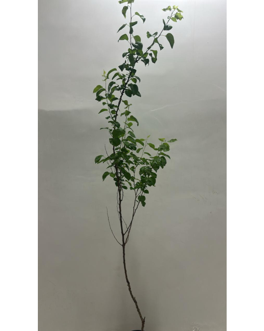 المشمش - مشمش ذهبي سنتين