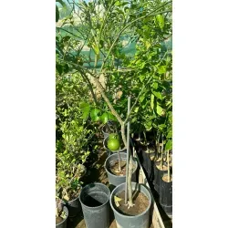 البرتقال - برتقال ابو دمه مطعم عمر ثلاث سنوات البرتقال - برتقال ابو دمه مطعم عمر ثلاث سنوات