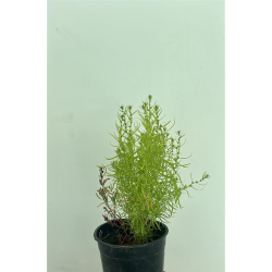 مكنسة الجنة - الكوشيا - السرو الصيفي 20 - 30 