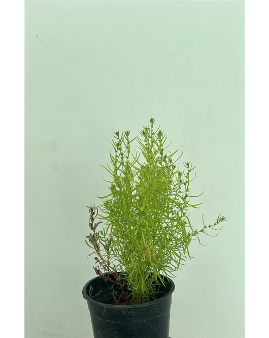 مكنسة الجنة - الكوشيا - السرو الصيفي 20 - 30 