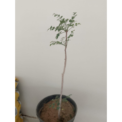 المورينجا - مورينجا - مورينقا عربي 20-60 سم 