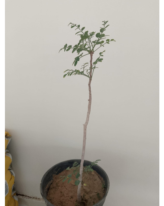 المورينجا - مورينجا - مورينقا عربي 20-60 سم 