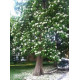 استونيا شجرة المليون زهرة 80 - 120 سم 