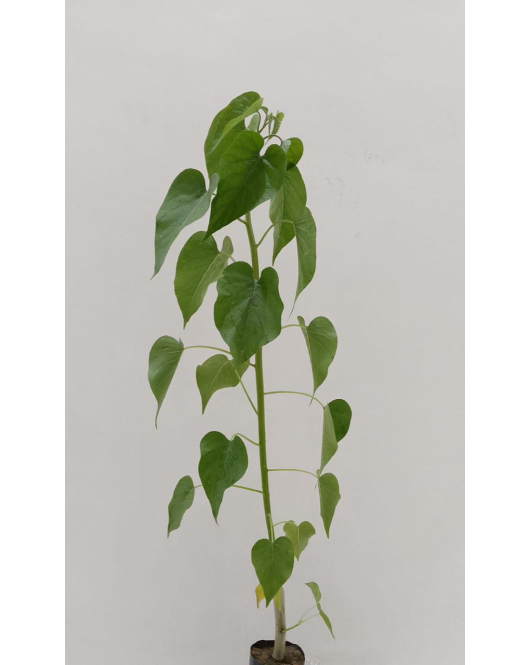 وردة الاميره - اثمان 20 - 40 سم 