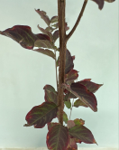 التمر - تمر حنا احمر - لاجستروميا 50 - 120 سم