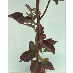 التمر - تمر حنا احمر - لاجستروميا 50 - 120 سم