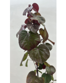 الخبيز الساحلي - خبيز ساحلي تسبيسيا احمر 180 - 250 سم الخبيز الساحلي - خبيز ساحلي تسبيسيا احمر 180 - 250 سم