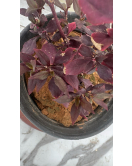 ارسين - دم العاشق - دم الغزال 10- 15 سم 