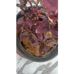 ارسين - دم العاشق - دم الغزال 10- 15 سم 