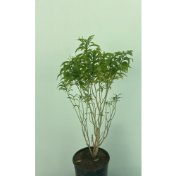 الياسمين - ياسمين تركي 30 - 40 سم 