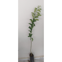 اليوسفي - يوسفي ابو شبكة مطعم عمر سنه ونص