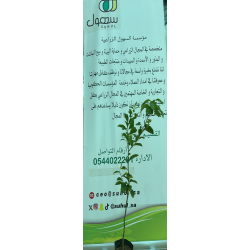 اليوسفي - يوسفي تانجلو مطعم عمر سنه ونص