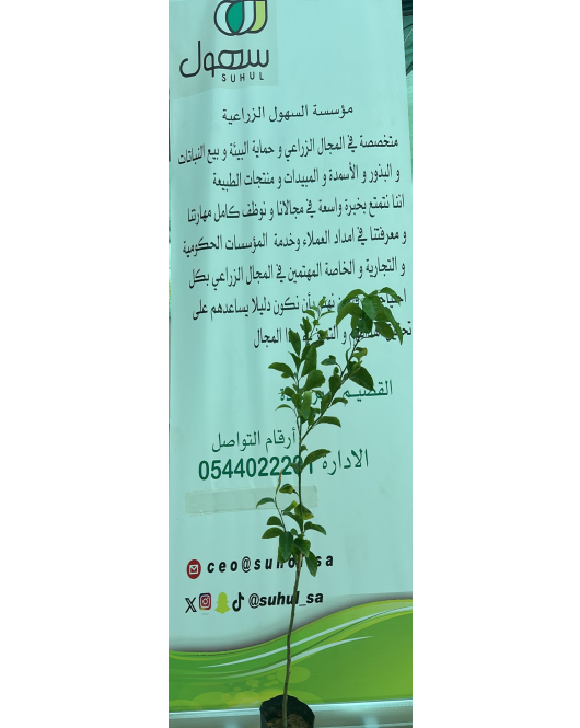 اليوسفي - يوسفي باكستاني مطعم عمر سنه ونصف