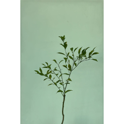 اليوسفي - يوسفي بلدي مصري مطعم عمر سنه ونص اليوسفي - يوسفي بلدي مصري مطعم عمر سنه ونص