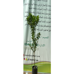 اليوسفي - يوسفي مجعد مطعم عمر سنه ونص اليوسفي - يوسفي مجعد مطعم عمر سنه ونص