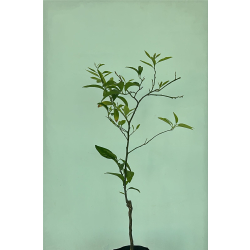 اليوسفي - يوسفي ميخال &quot; فيرتشايلد &quot; مطعم عمر سنه ونص