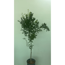 اليوسفي - يوسفي مصري جون لفا مطعم عمر ثلاث سنوات اليوسفي - يوسفي مصري جون لفا مطعم عمر ثلاث سنوات