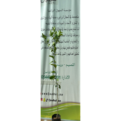 اليوسفي - يوسفي مني مطعم عمر سنه ونص اليوسفي - يوسفي مني مطعم عمر سنه ونص