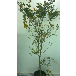 اليوسفي - يوسفي مني حامض مطعم عمر ثلاث سنوات اليوسفي - يوسفي مني حامض مطعم عمر ثلاث سنوات