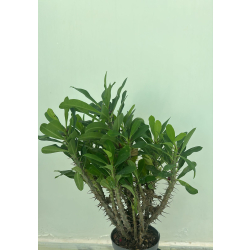 يوفوربيا 30 سم