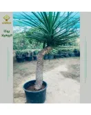 يوكا اليوفيلا 20 - 30 سم 