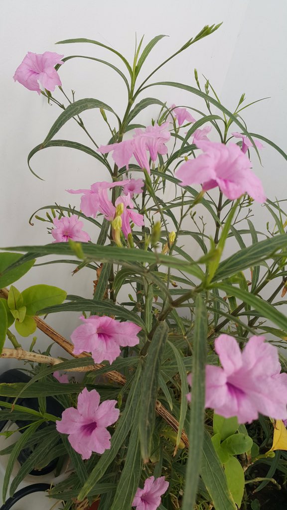 روبيليا - بتونيا الصحراء لون وردي 30 - 40 سم