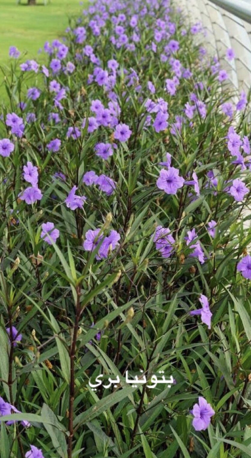 روبيليا - بتونيا الصحراء لون بنفسجي 20 - 40 سم